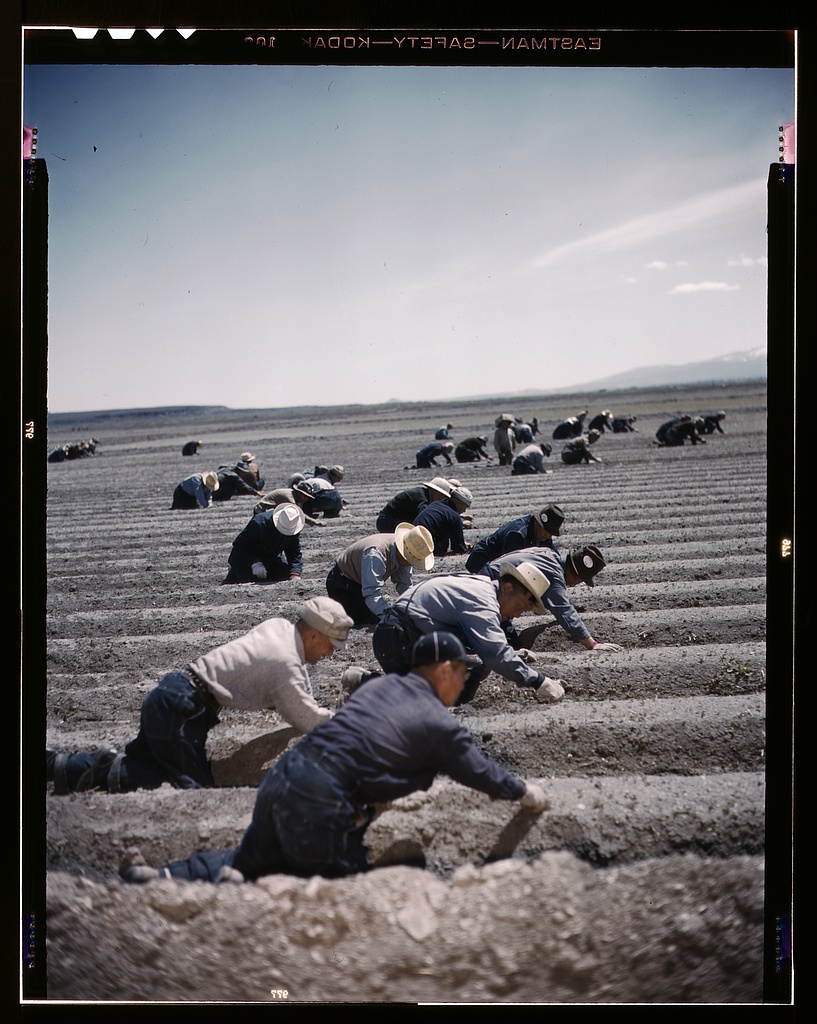 Japanese American laborers at Tule Lake War Relocation Center