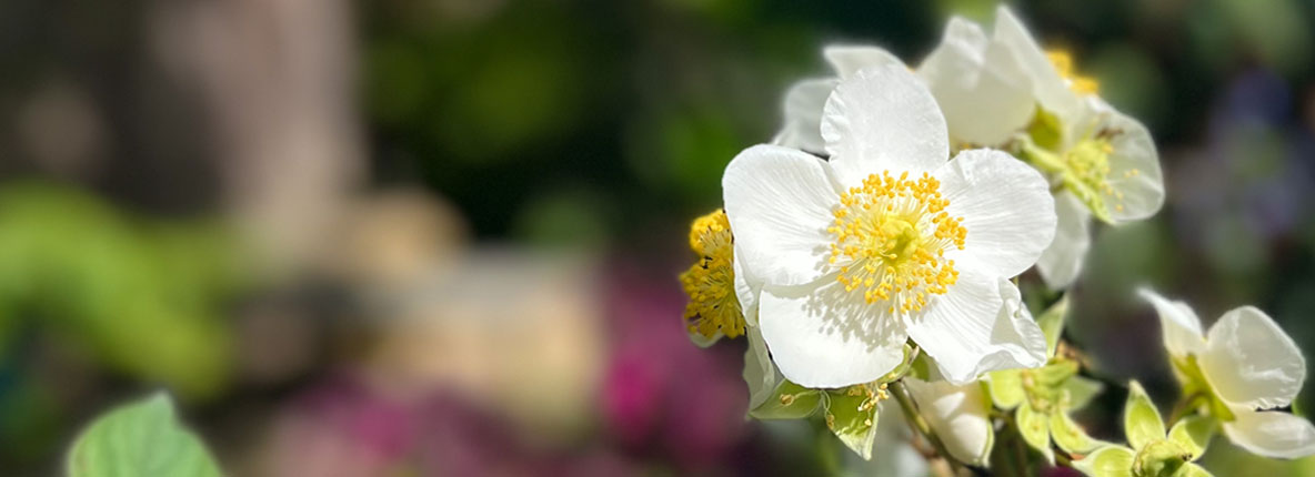 blooming flower