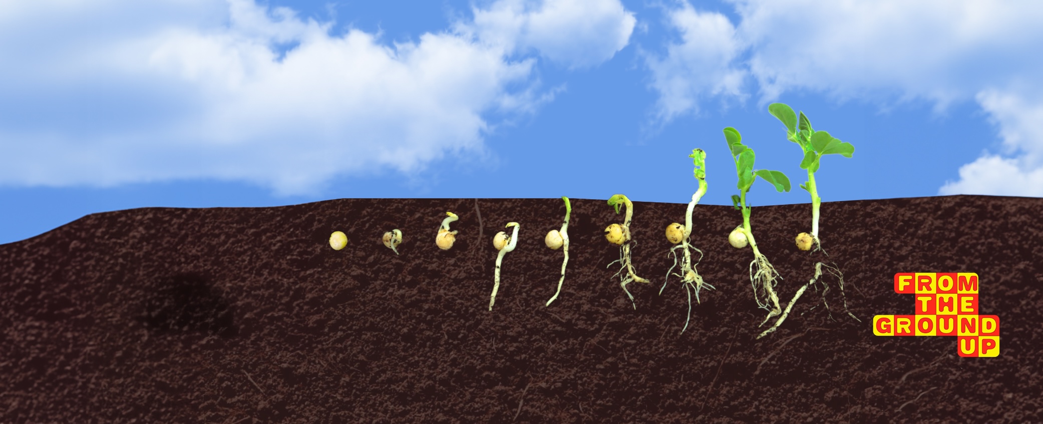 illustration of seed growing timeline in soil, with From the Ground up logo