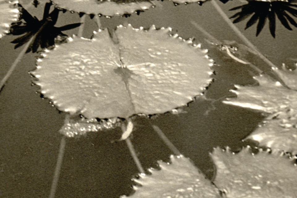 black and white photo of lily pads