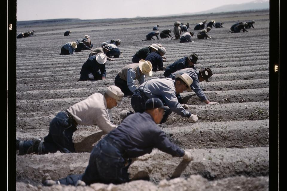 Japanese American laborers at Tule Lake War Relocation Center