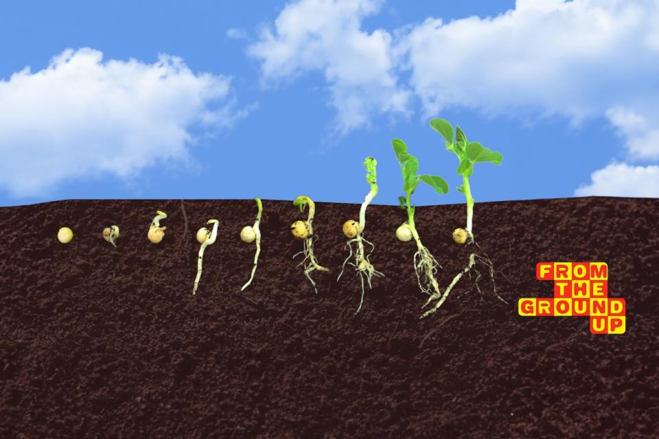 seeds growing to plant in the ground with words From the ground up