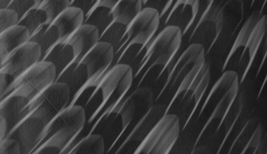 black and white photo light study detail crop